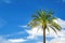 Bright green palmtree On a background of blue sky