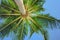 Bright green palmtree leaves view under tree