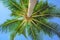 Bright green palmtree leaves view under tree