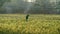 Bright green parrot or Rose ringed Parakeet. Psittacula krameri perched on fence trap against blurred Triticum field background