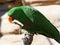 Bright green parrot with yellow and orange beak