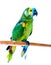 Bright green parrots sitting on the wooden stick isolated