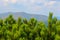 Bright green pine bushes with mountain landscape in the background