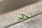 Bright green praying mantis standing on gray deck looking over shoulder at camera