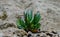 A bright green pretty plant growing the meadow in California