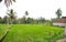 Bright green rice fields and a small tiled building in Bali