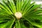 Bright green sago palm