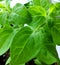 Bright green shaggy leaves in a pot