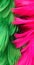 Bright green and shocking pink feather sparkling colourful background and texture