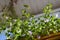 Bright green shoots of bacopa with small delicate lilac flowers close-up. Landscaping of the balcony