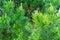 Bright green shoots and buds on a pine tree. Spruce branch with fresh sprouts. Evergreen foliage pine tree