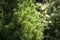 The bright green short needles of the Canadian spruce Picea glauca Conica on the left and the blurred background of the garden on