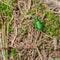 Bright green six-spotted tiger beetle on the forest floor in the Porcupine Mountains Wilderness State Park in the Upper Peninsula