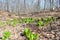 Bright green skunk cabbage in early spring