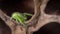 Bright green spider hides in a shelter, incredible wildlife