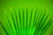 Bright green spread palm leaf on green background.