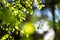 Bright, green, Spring leaves with blur, selective focus.