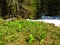 Bright green spring vegetation with false helleborine (Veratrum album) plants