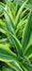 bright green striped plant leaves