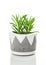 Bright green succulent plant in a handmade concrete pot