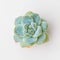 Bright green succulent rosette houseplant flower on white, closeup top view