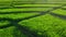 Bright green sun lit rice fields in a beautiful geometric pattern. Agricultural background. Paddy culture farming