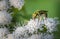 A bright green sweat bee feeds on a bunch of small white flowers