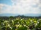 Bright green tea leaves, Tea plantation park