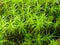 Bright green thick moss in the form of small stars. Walk in nature on a summer day