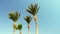 Bright green tops of palm trees against the blue sky