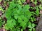 Bright green unusual leaves and bloodroot plant in a spring forest.