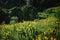 Bright green vegetation in summer mountain landscapes Alpine flower scene