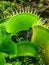 Bright green venus fly trap plant
