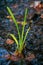 A bright green waterplant growing in a small stream in bright sunshine