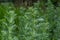 Bright green wormwood bush. The concept of growing garden, spice and medicinal plants