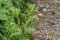 Bright green wormwood bush. The concept of growing garden, spice and medicinal plants