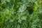 Bright green wormwood bush. The concept of growing garden, spice and medicinal plants