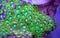 Bright Green Zoanthid Polyp Soft Corals