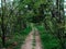 Bright greenery in the spring forest