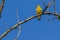 A bright greenfinch on a background of blue sky sits on a branch in the park.