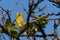 A bright greenfinch on a background of blue sky sits on a branch in the park and looks at the photographer.
