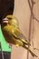 A bright greenfinch with an open beak looks at the photographer. Green and yellow songbird in nature habitat. Close-up. Blurred