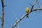 Bright greenfinch sits on a branch in the park against the blue sky.