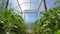 Bright greenhouse on the farm. Tomato seedlings grow in hothouse