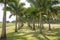 Bright grove of tall palm trees