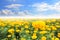 Bright Happy Field of Marigold Flowers With a Blue Cloudy Sky