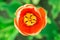 Bright head of orange tulip close-up with defocused green background