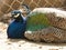 Bright head of Peacock with blue feathers on top.Soft focus of male blue peacock head