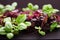 Bright healthy microgreens for preparation of variety of dietary salads
