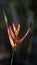 Bright heliconia in contrast to the dark forest